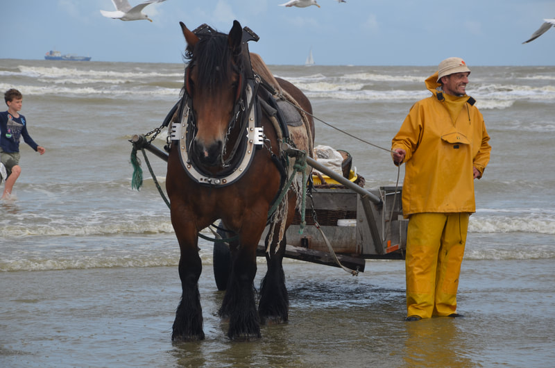 Oostduinkerke. Belgium.
Shrimp fishing on horseback.  
