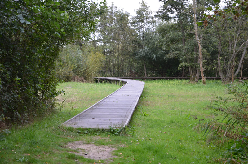 Parc national du Zwin à Knokke Heist. Belgique. 
